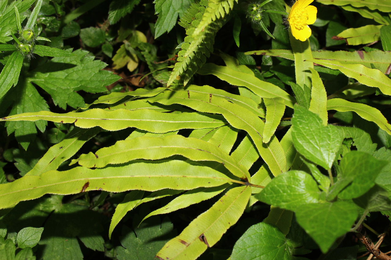 Pteris cretica